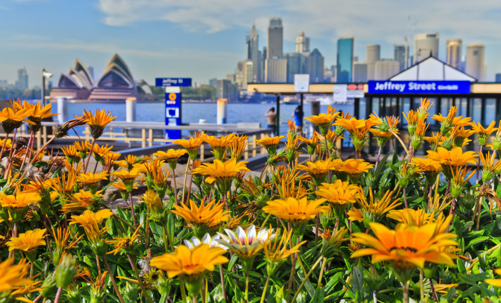 Sydney's Spring Culture Iglu