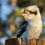 A kookaburra bird perched on a wooden post with a softly blurred natural background, representing unique wildlife you might see while studying in Australia.