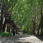 Serene tree-lined pathway on a sunny day in Macquarie University, NSW, Australia.