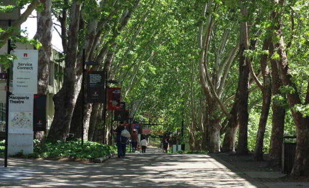 Serene tree-lined pathway on a sunny day in Macquarie University, NSW, Australia.